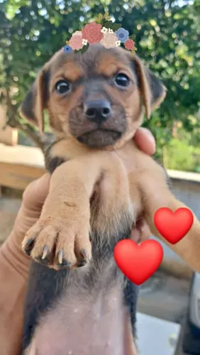Doação de cachorro ?