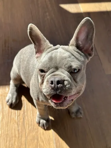 Vendo Bulldog francês, fêmea 