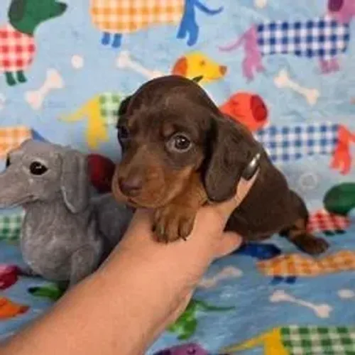 Dachshund,Dachshund Filhote Disponível Alta Qualidade
