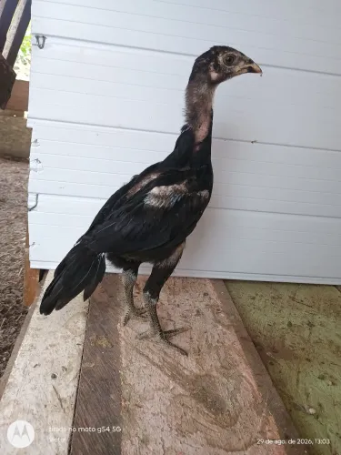 Vendo pintinhos mura