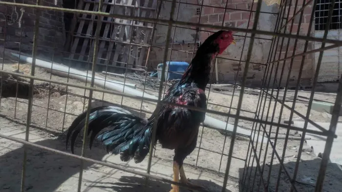 Galos de raça para vender