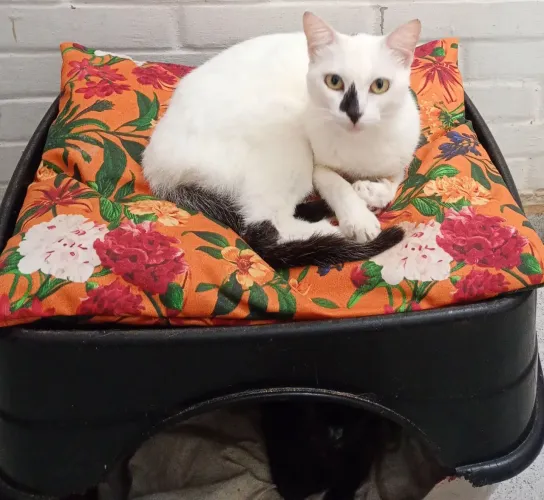 Gatinha castrada para adoção