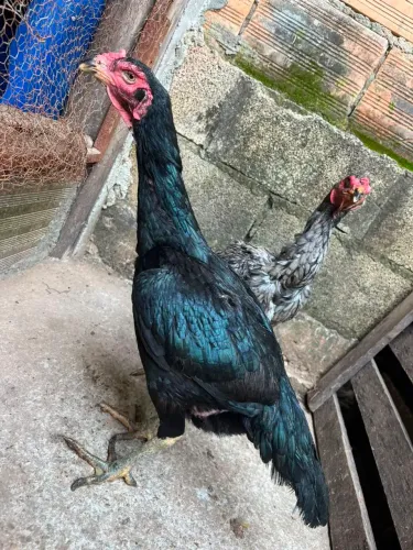 Galinha Índia porte grande...