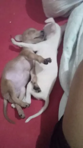 Só tem uma femia a branca 