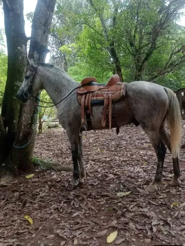 Cavalo