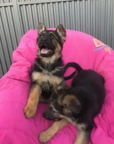 Pastor alemão , capa preta !! Perfeição em 4 patas