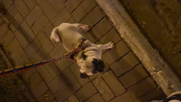Pug com 3 anos fêmea