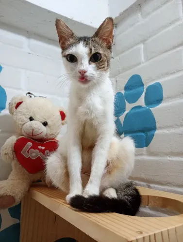 Gatinha castrada para adoção 