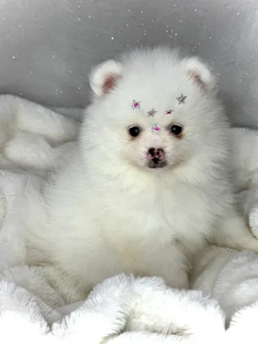 Lulu (spitz alemão) de li agem de pedigree registrado