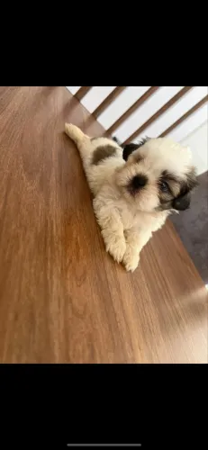 Shih tzu filhote