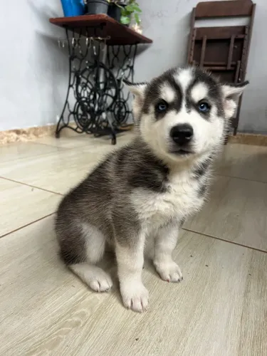 Husky siberianos filhotes!