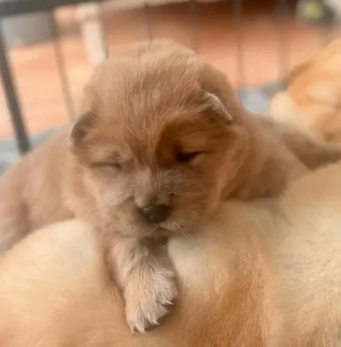 Filhote Chow-chow, Rabinhos felizes procurando um novo lar!