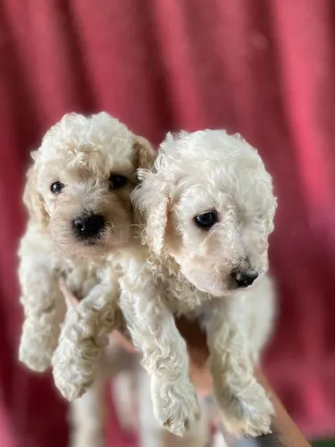POODLE TOY FEMEA