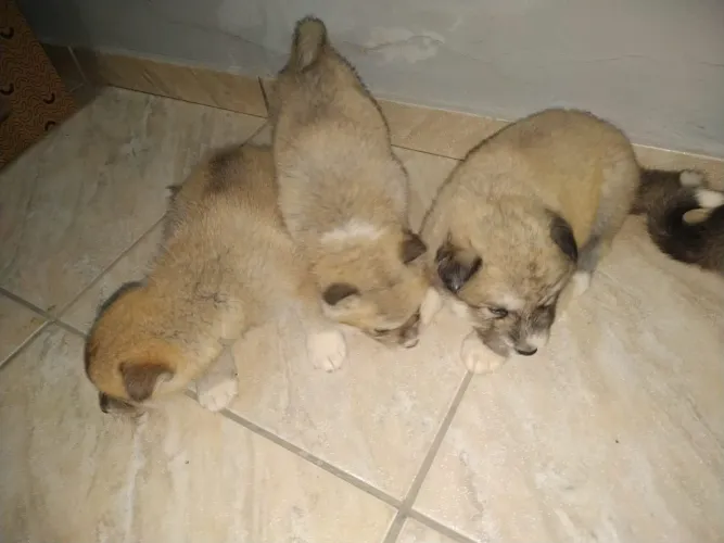 Filhotes da raça Akita
