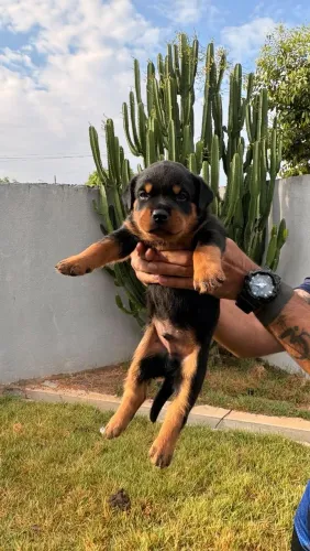 Filhote de Rottweiler 