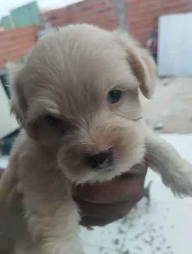 Cachorro poodle