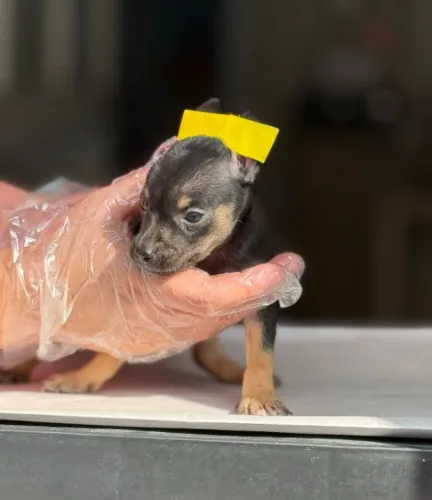 Seu Pinscher Pode Ser Seu Parcele em Até 12x Sem Juros