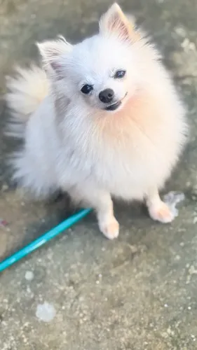 Filhote Lulu da Pomerânia anão seis meses fêmea