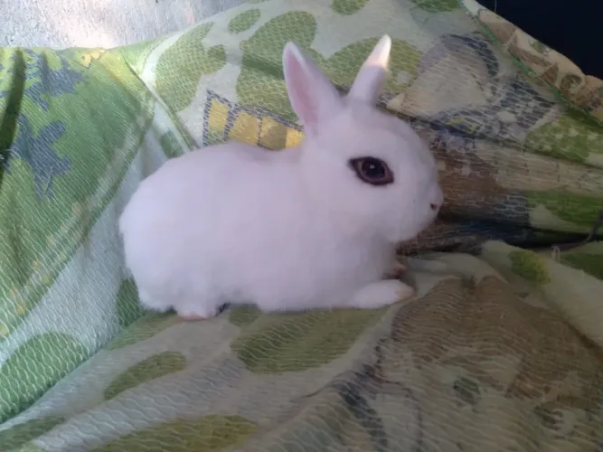 Coelho mini