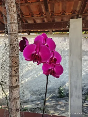 Orquidea rosa e natural