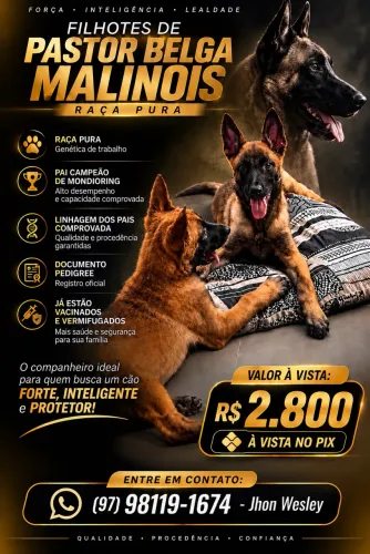 Filhotes de Pastor Belga Malinois