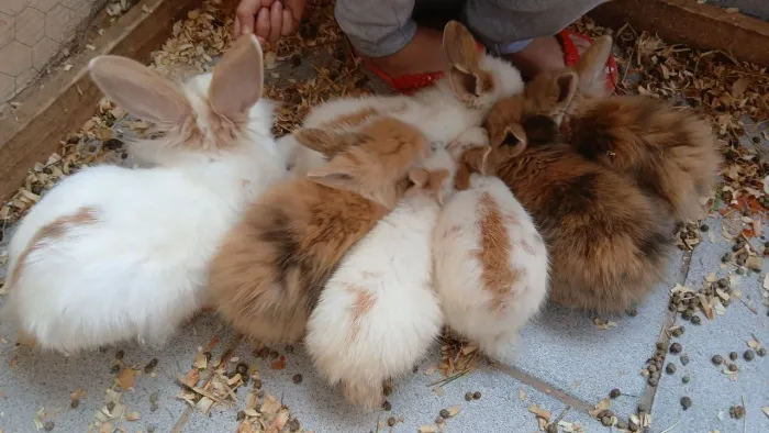 Coelhos