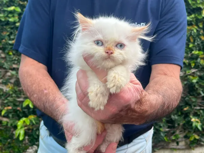 Gato Persa - Com garantia de saúde.