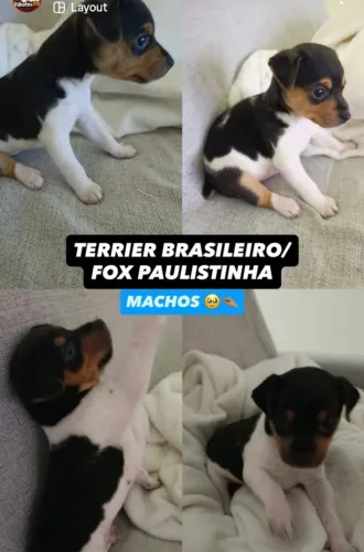 Filhotinhos de Fox Paulistinha 