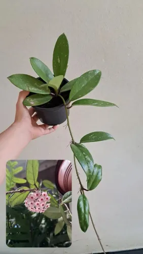 Planta flor de cera planta