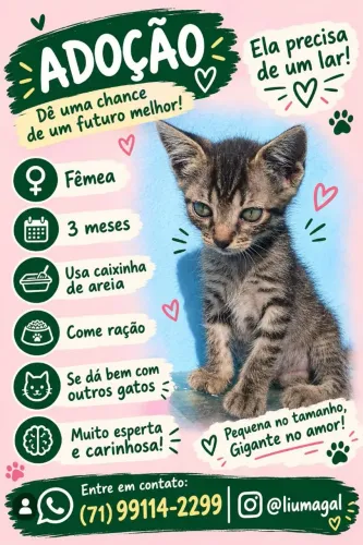 À espera de um lar