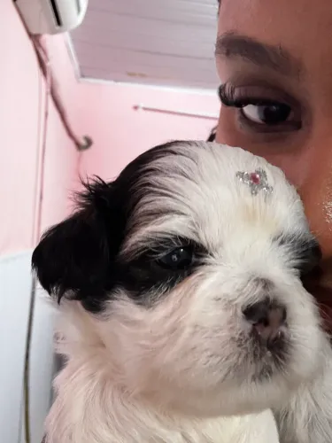 Vendo Shihtzu Femea