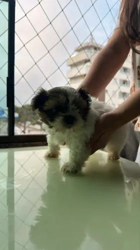 SHIH TZU MACHO