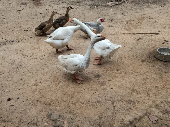 Casal de Gansos