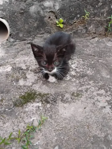 Doa gatos