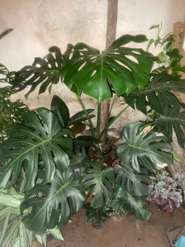 Costela de Adão (Monstera Deliciosa)