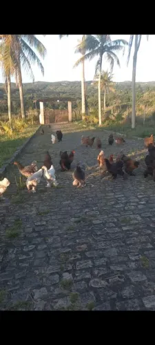 Galinhas brahma gigantes