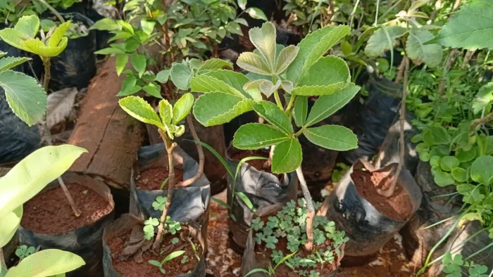 Mudas de pequi