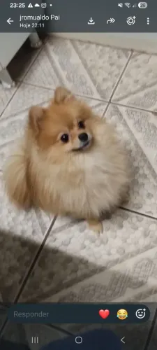 Spitz Alema( lulu ) para cobertura