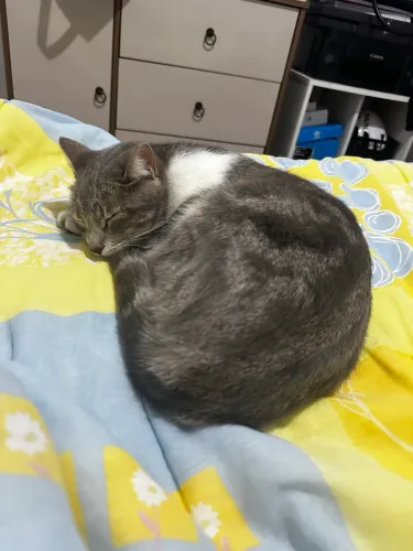 Gata cinza