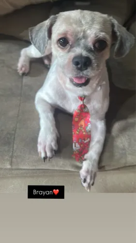 Vende se Schitzu