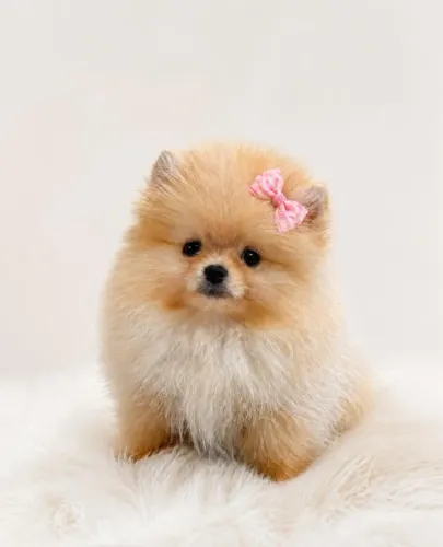 Lulu da pomerania anã esperando por você 
