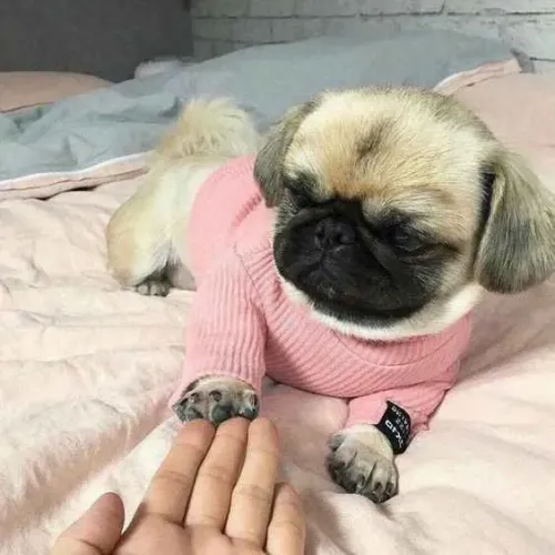Filhote pug, Seja recebido com alegria e carinho todos os dias!