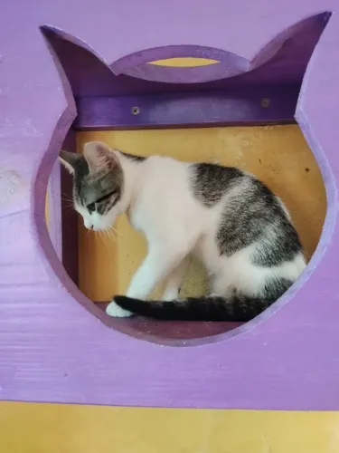 Lindo gatinho sozinho precisando de um lar