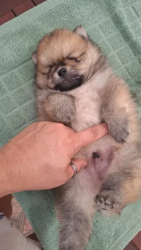 Lulu da Pomerânia ( Spitz Alemão-Anão)