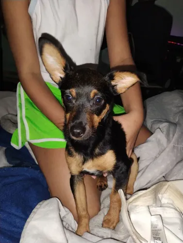 Doação de um pinscher zero 4 meses 