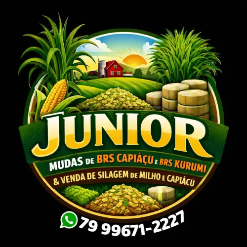 REI DO CAPIAÇU TENHO MUDAS DO BRS KURUMI E CAPIAÇU DISPONÍVEL ENTREGO EM ARACAJU GRATIS 