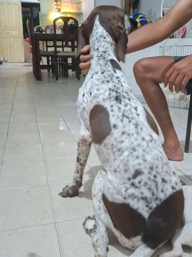 Cachorro perdigueiro