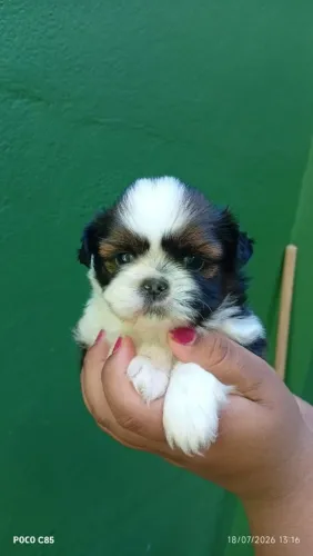 Shih tzu Macho 