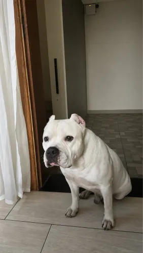 American Bully Doação