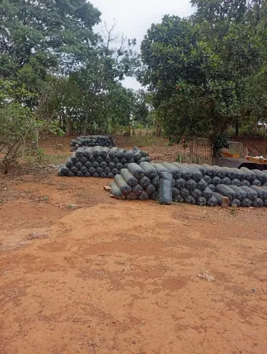 Silagem para Gado